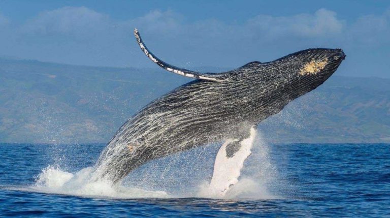 Las ballenas jorobadas llegan a PAPALOTE Museo del Niño.